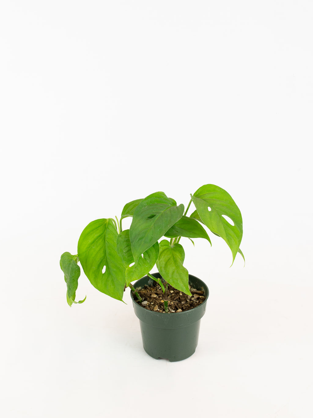monstera adansonii var laniata Monstera adansonii var. laniata – ARIUM BOTANICALS