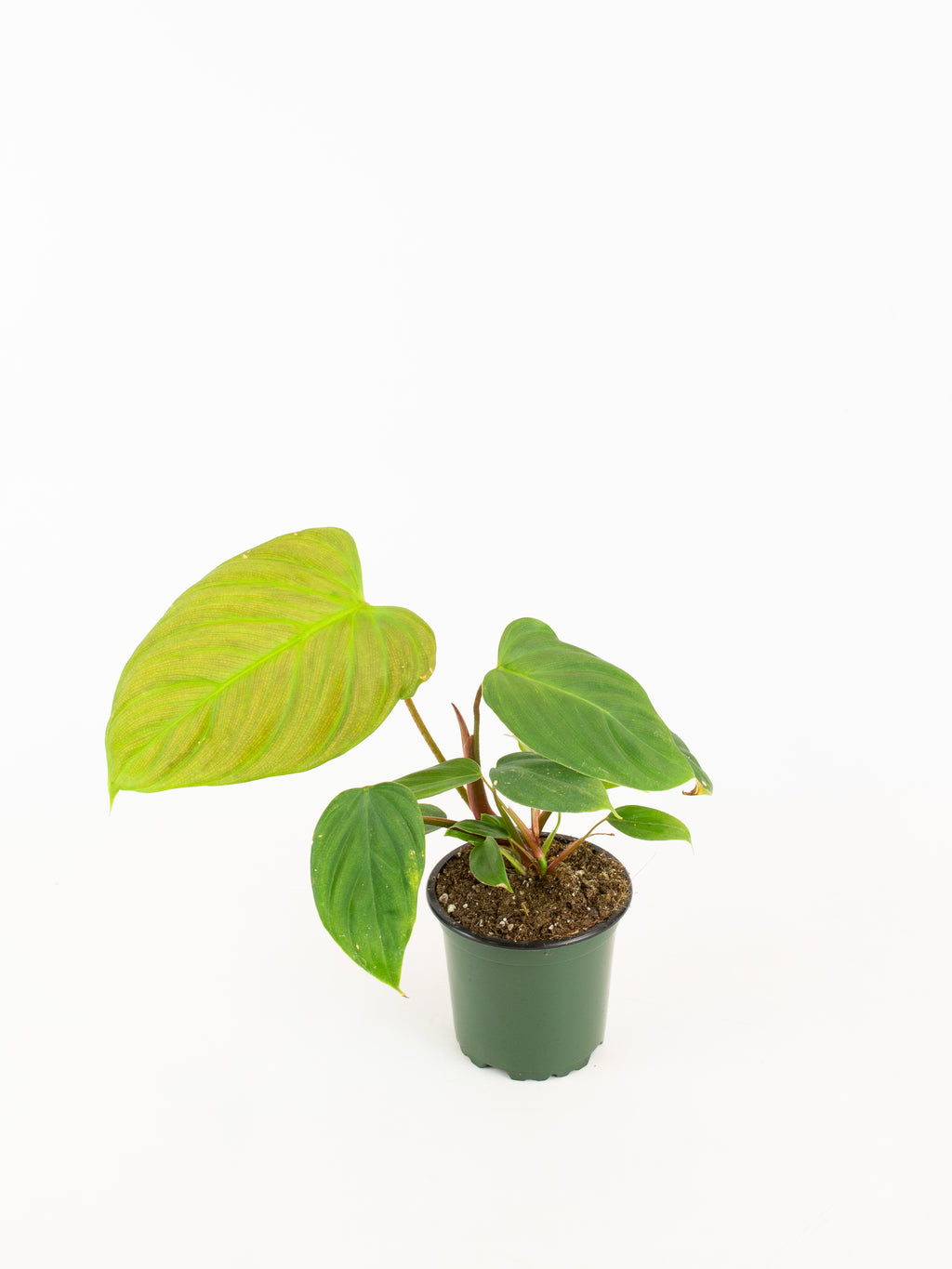 philodendron fuzzy petiole soil Philodendron 'fuzzy petiole' – ARIUM BOTANICALS