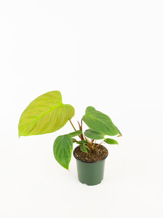 Philodendron 'fuzzy petiole'