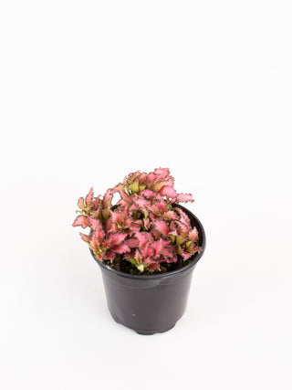 Fittonia 'Pink Anne'