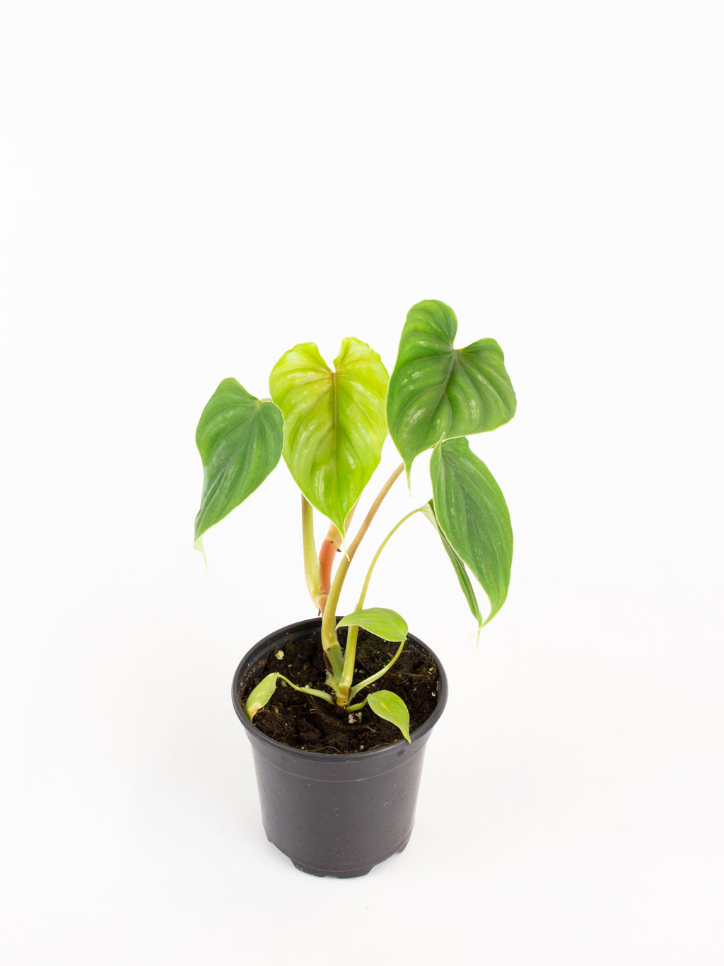 philodendron plowmanii stem Philodendron plowmanii – ARIUM BOTANICALS