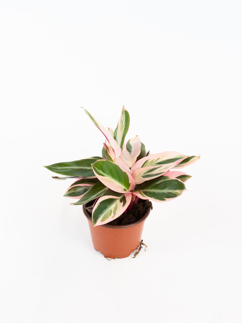 Stromanthe sanguinea 'Triostar'  ARIUM BOTANICALS