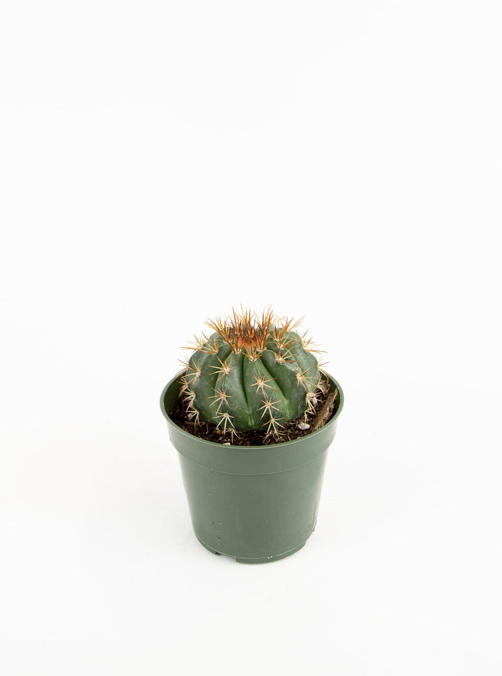 Melocactus conoideus – ARIUM BOTANICALS