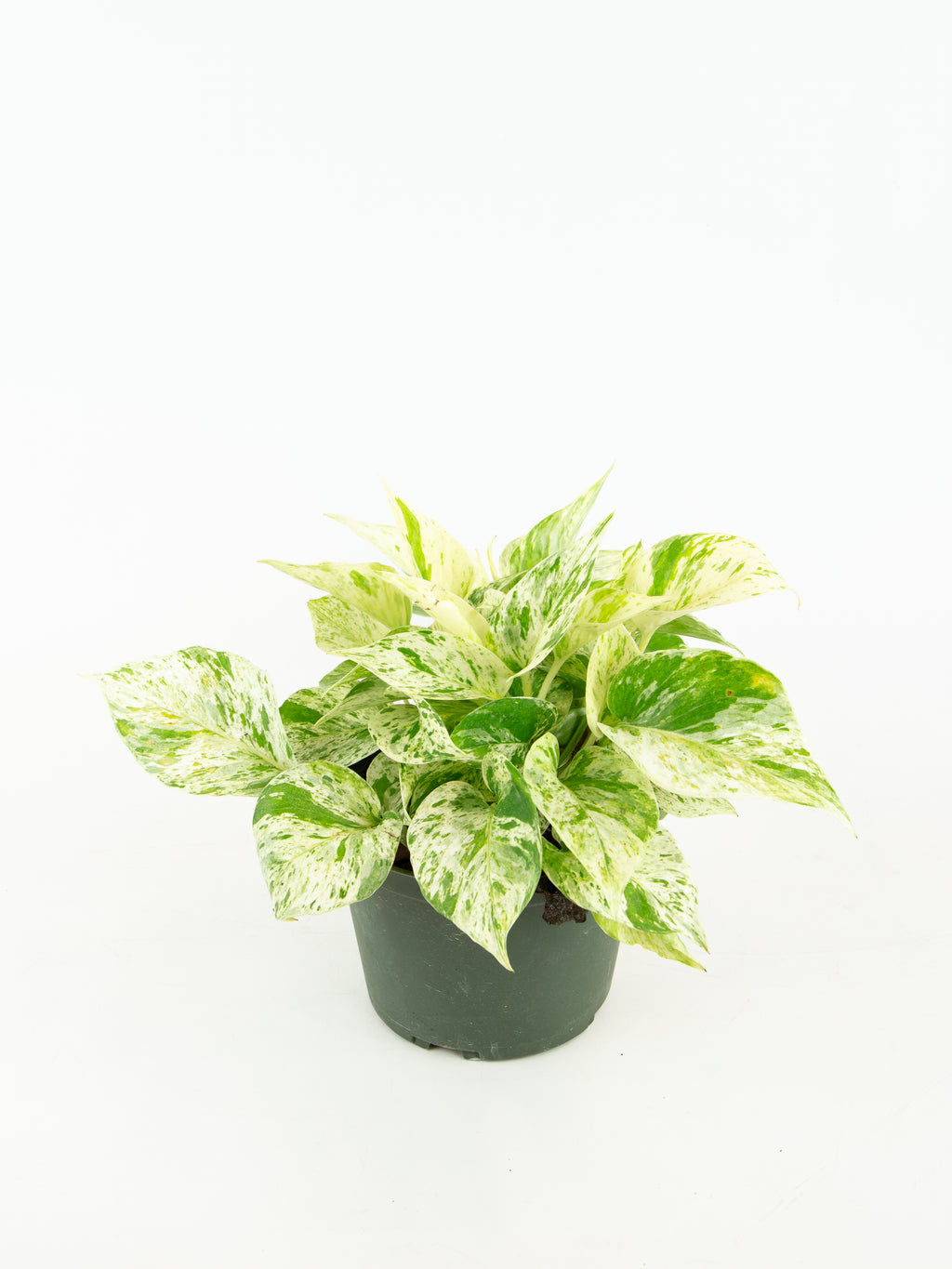 snow queen pothos scientific name Epipremnum aureum 'Snow Queen' – ARIUM BOTANICALS