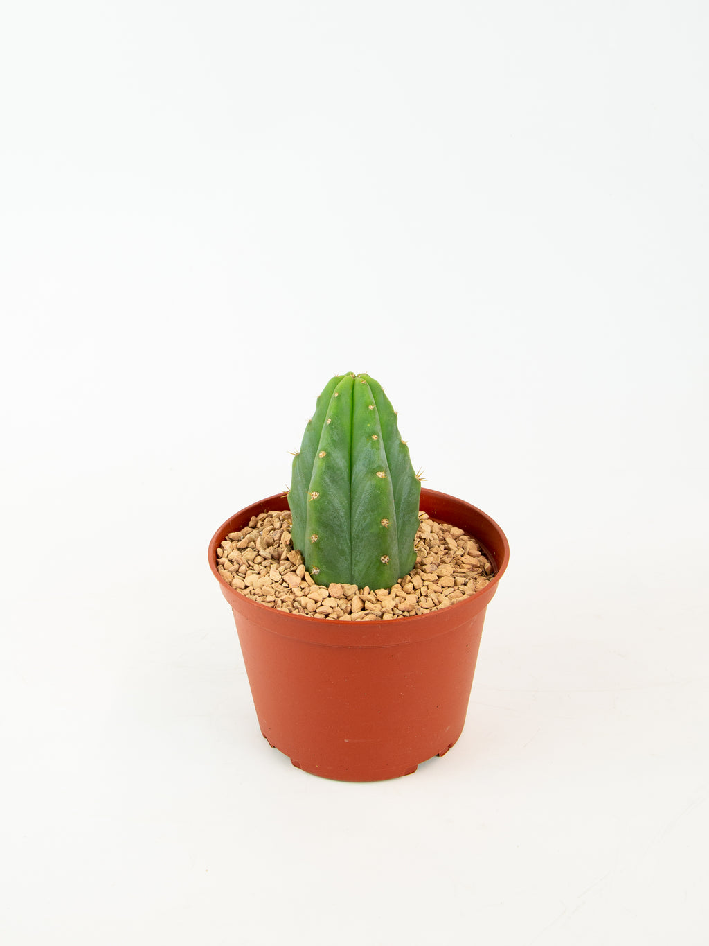 Echinopsis pachanoi 'San Pedro' – ARIUM BOTANICALS