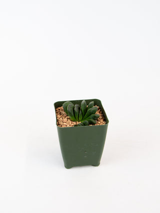 Haworthia truncata var. maughanii