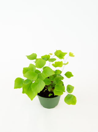 Adiantum peruvianum 'Silver Dollar'