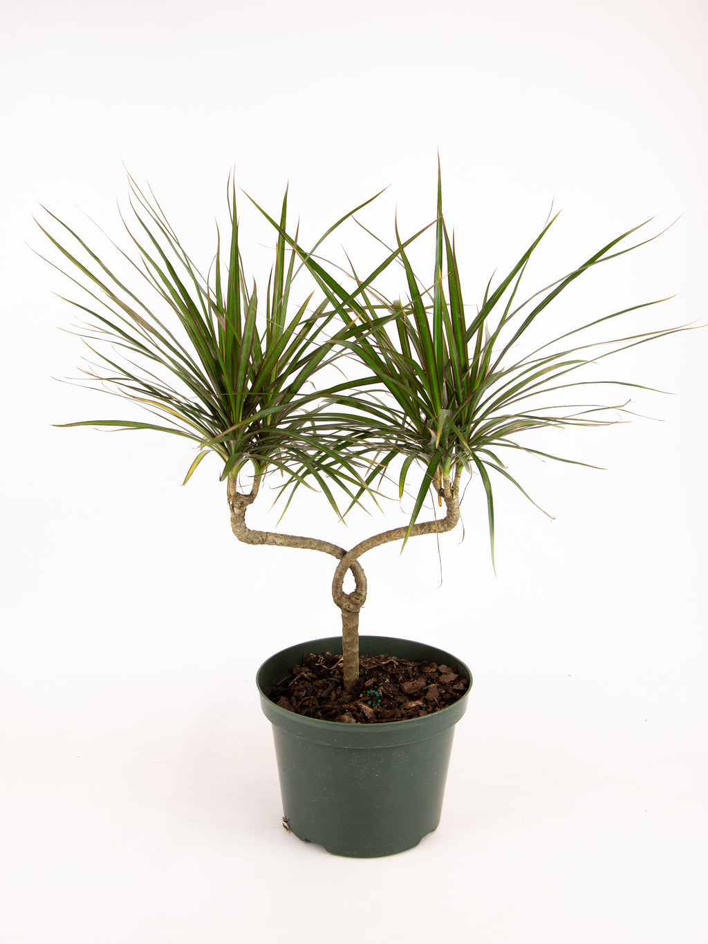 Dracaena marginata 'Candelabra' – ARIUM BOTANICALS