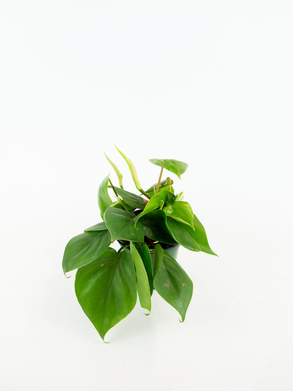 philodendron attenuatum Philodendron atabapoense – Foliage Factory main image 1