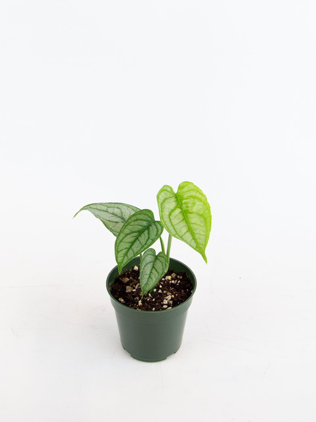 monstera siltepecana el salvador Monstera siltepecana 'El Salvador'