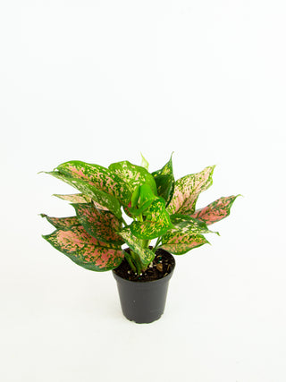 Aglaonema 'Red Valentine'
