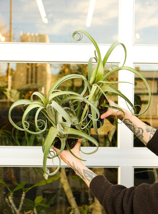 Tillandsia ‘Curly Slim’