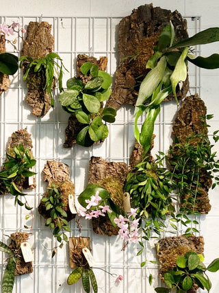 ac moore hanging plants Plant Mounting Workshop – ARIUM BOTANICALS