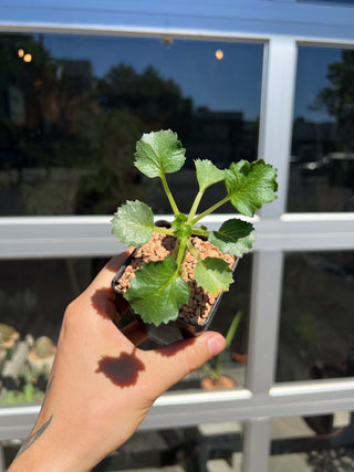 Dorstenia gypsophila