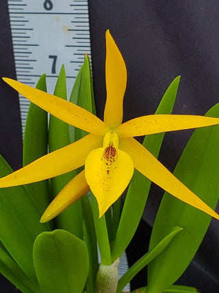 Brassananthe 'Bill Worsley'