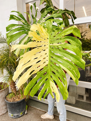 giant monstera deliciosa price Monstera deliciosa 'Thai Constellation' – ARIUM BOTANICALS