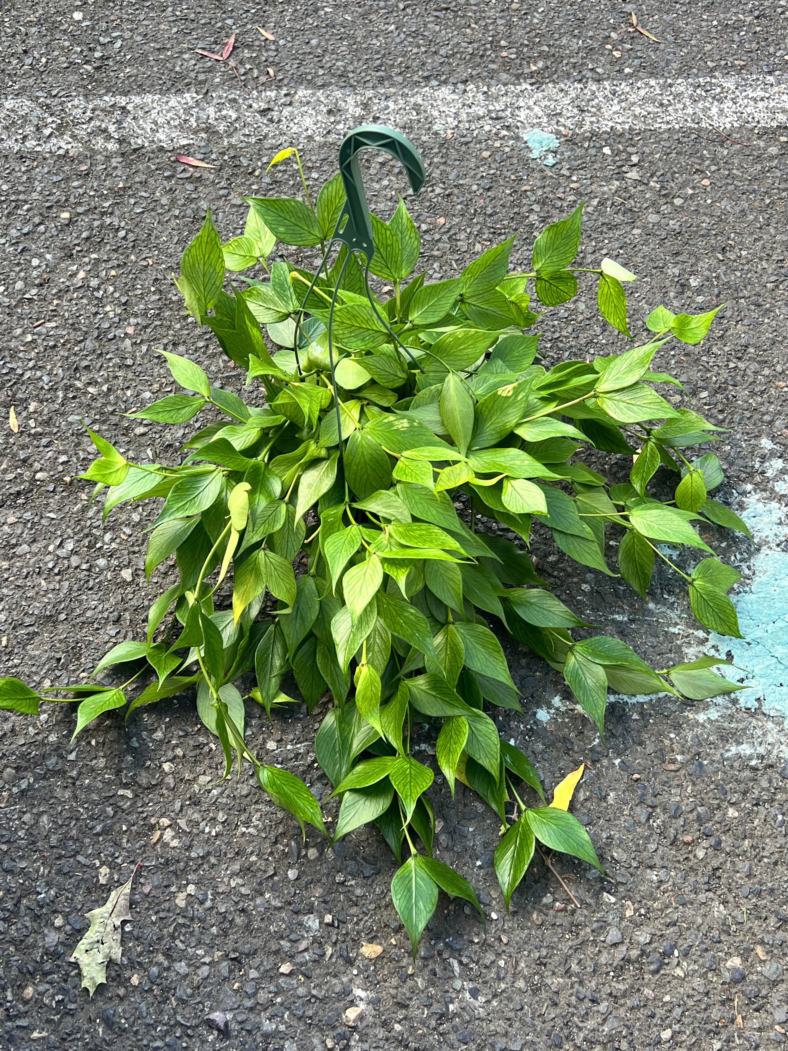 Hoya polyneura – ARIUM BOTANICALS