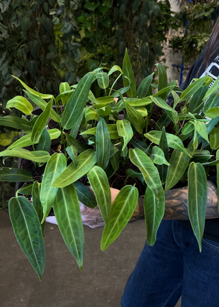 anthurium warocqueanum price Anthurium warocqueanum – ARIUM BOTANICALS