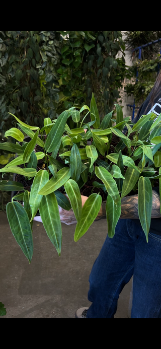 Anthurium warocqueanum