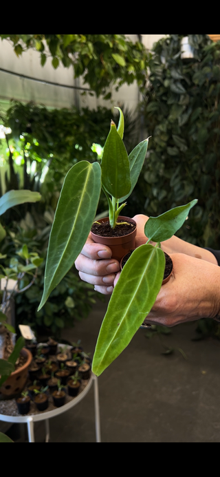 Anthurium warocqueanum