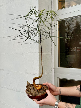 Brachychiton rupestris 'Bottle Tree'