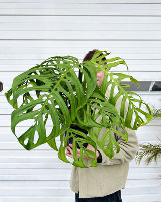 monstera skeleton plant Monstera esqueleto – ARIUM BOTANICALS