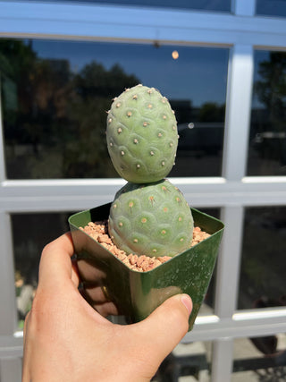 Tephrocactus geometricus