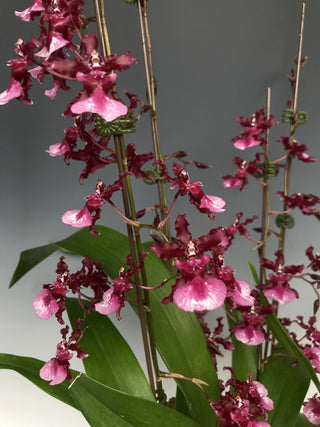 Ocindium 'Heaven Scent Sweet Baby'