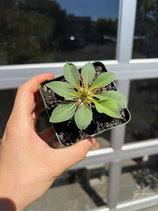 Pachypodium namaquanum