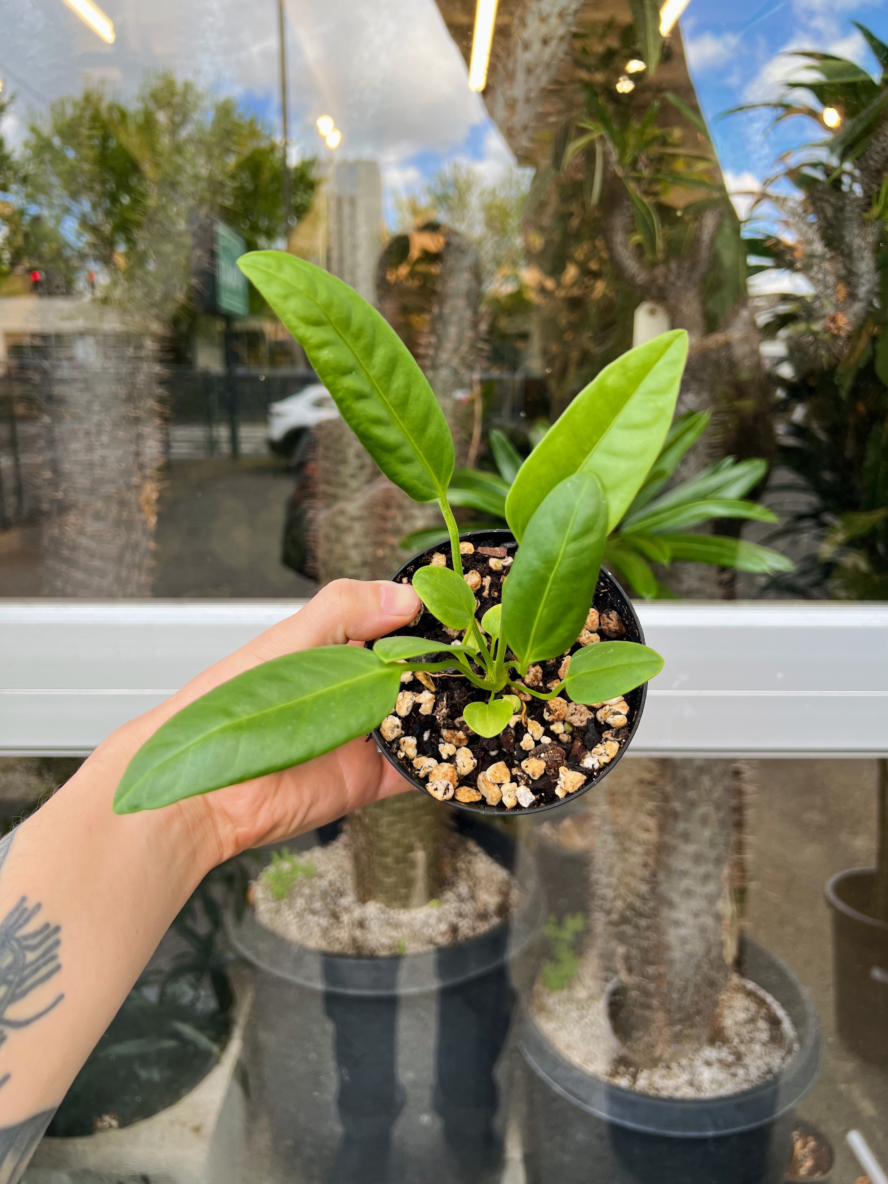 Anthurium sp. 'Morona' – ARIUM BOTANICALS