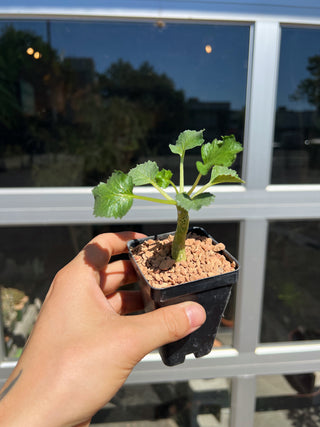 Dorstenia gypsophila