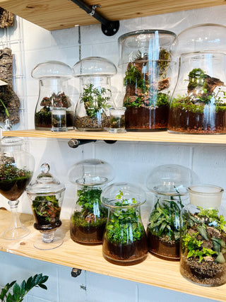 plant terrarium workshop Terrarium Workshop