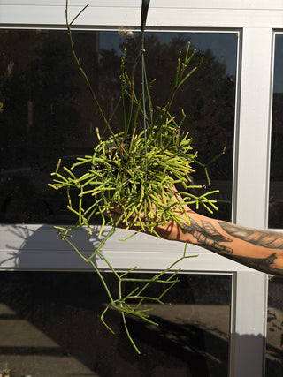 Rhipsalis baccifera