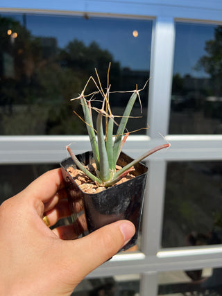 Leuchtenbergia principis