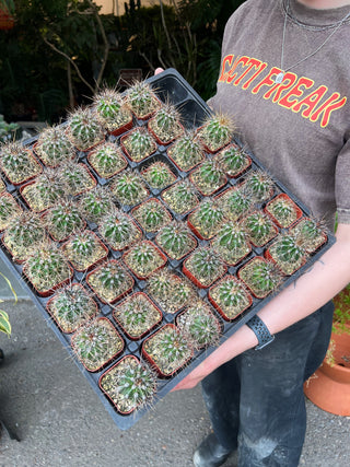 Carnegiea gigantea - Saguaro Cactus