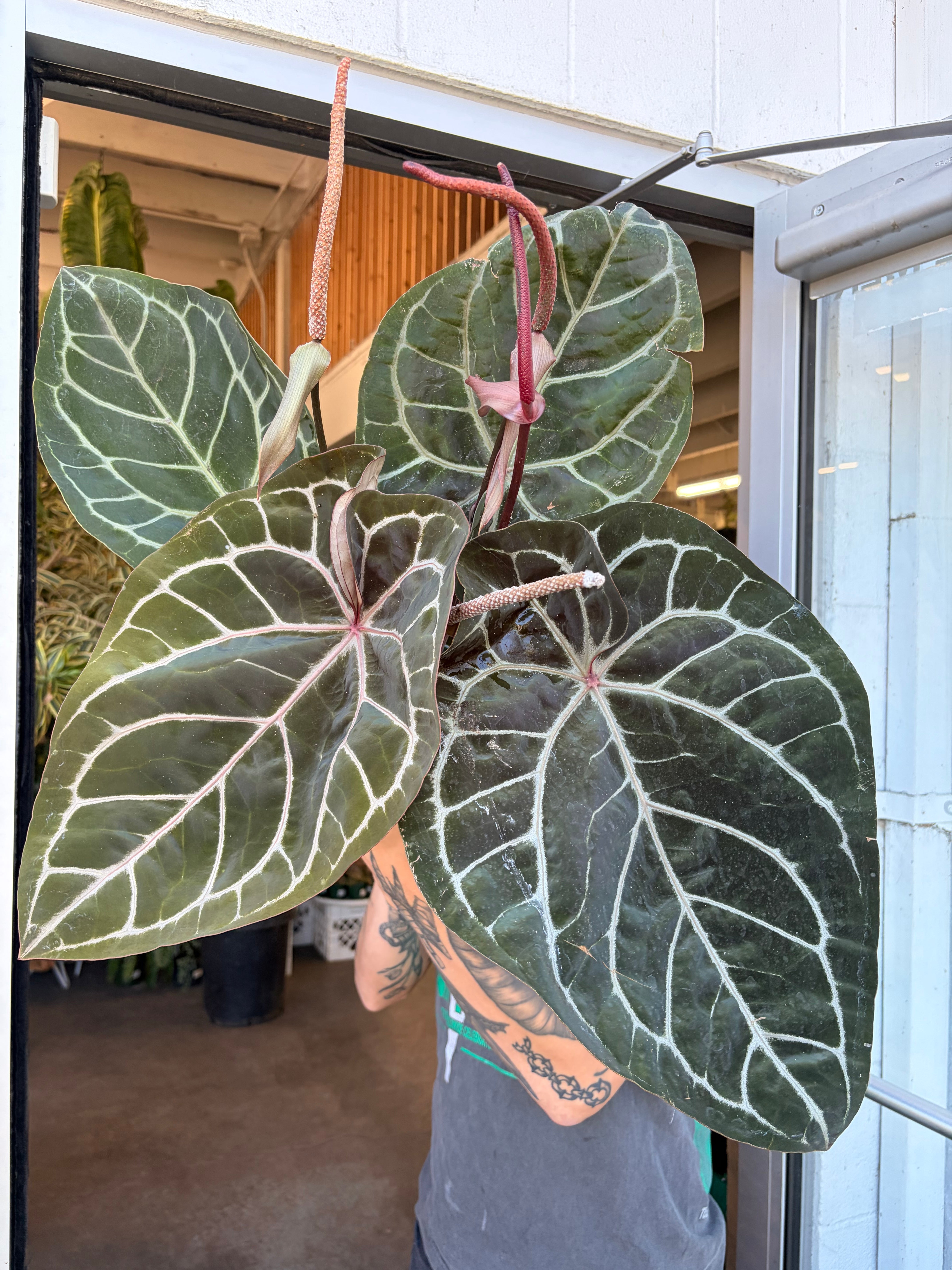 Anthurium crystallinum 'Red' – ARIUM BOTANICALS