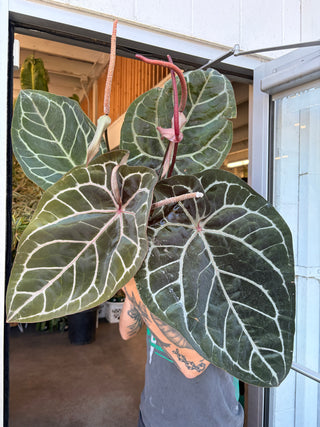 Anthurium crystallinum 'Red'