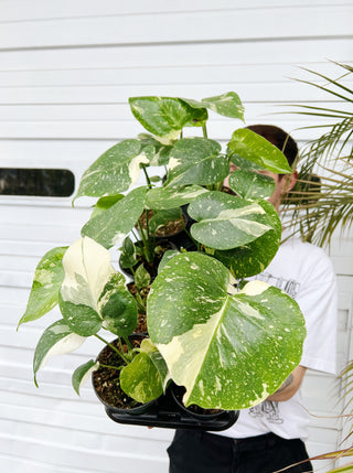 buy monstera thai constellation Monstera deliciosa 'Thai Constellation' – ARIUM BOTANICALS