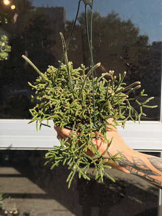 Rhipsalis pilocarpa