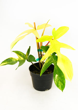 philodendron florida alba beauty Philodendron 'Florida Beauty' variegata – ARIUM BOTANICALS