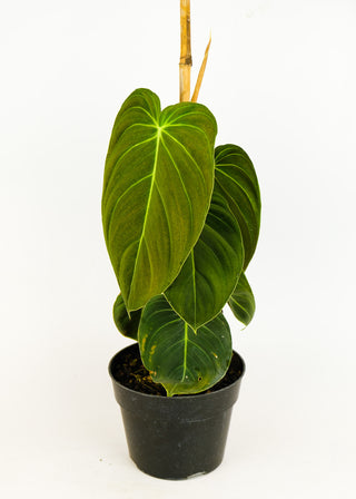 philodendron melanochrysum canada Philodendron melanochrysum