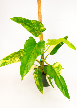 philodendron domesticum variegata for sale Philodendron domesticum variegata