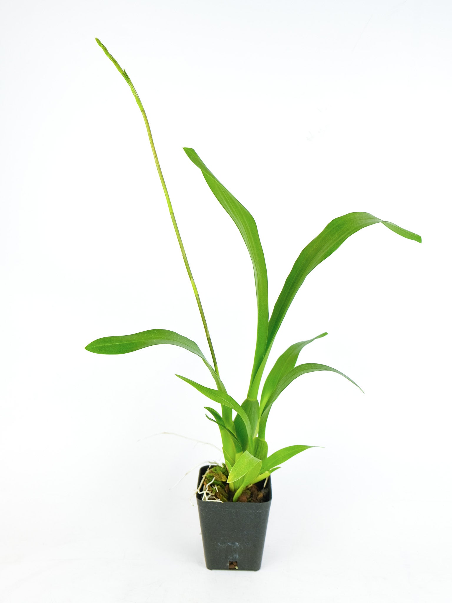 Miltassia Charles M. Fitch 'Izumi' – ARIUM BOTANICALS