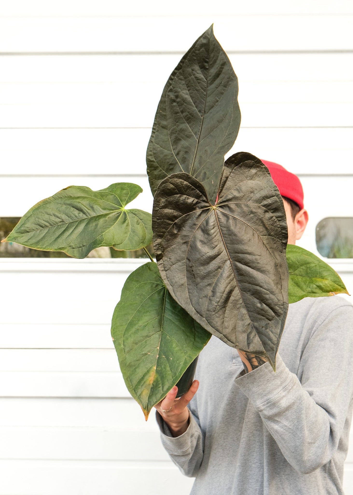 Anthurium 'Queen of Hearts' – ARIUM BOTANICALS