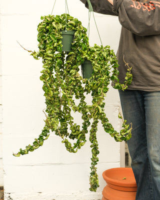 Hoya carnosa compacta