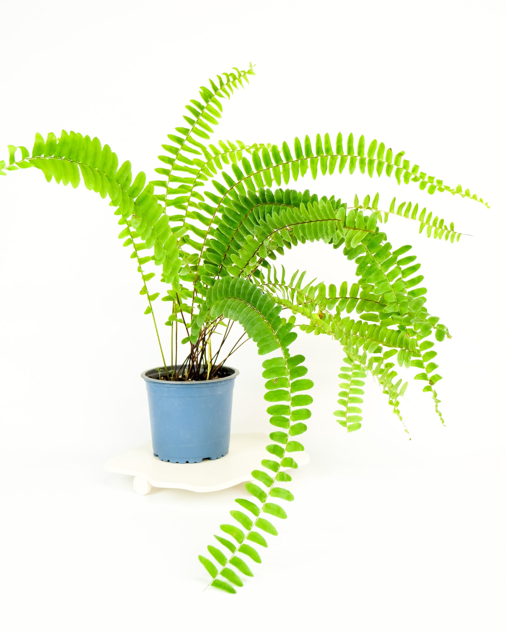 Nephrolepis pendula – ARIUM BOTANICALS