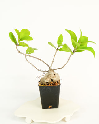 Hydnophytum formicarum