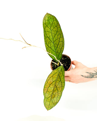 Hoya tanggamus