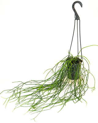 Rhipsalis baccifera