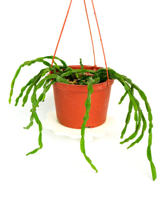 Rhipsalis paradoxa